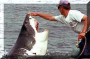 Shark diving in False bay, Cape Town