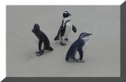 Jackass penguins at Boulders Beach in Simons Town